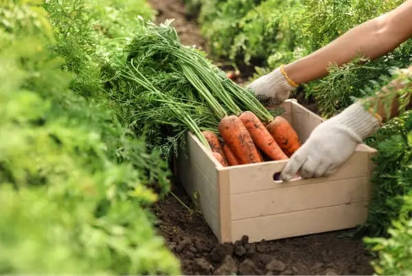 A framer reaching to pick up a box of organic carrots
