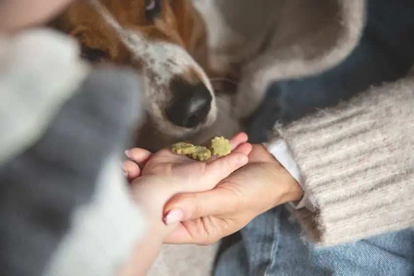 A happy dog about to take treats gently from a kid's hand being guided by their parents