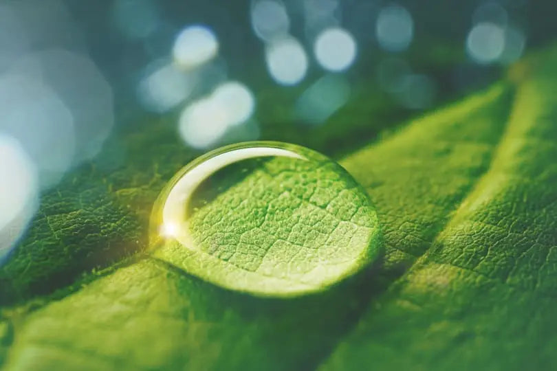 A close-up photo of water on a leaf, symbolising transparency