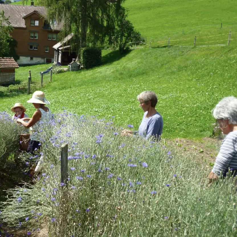 Loonawell's herb supplier, Swiss Organic Herb farmers picking herbs in a field