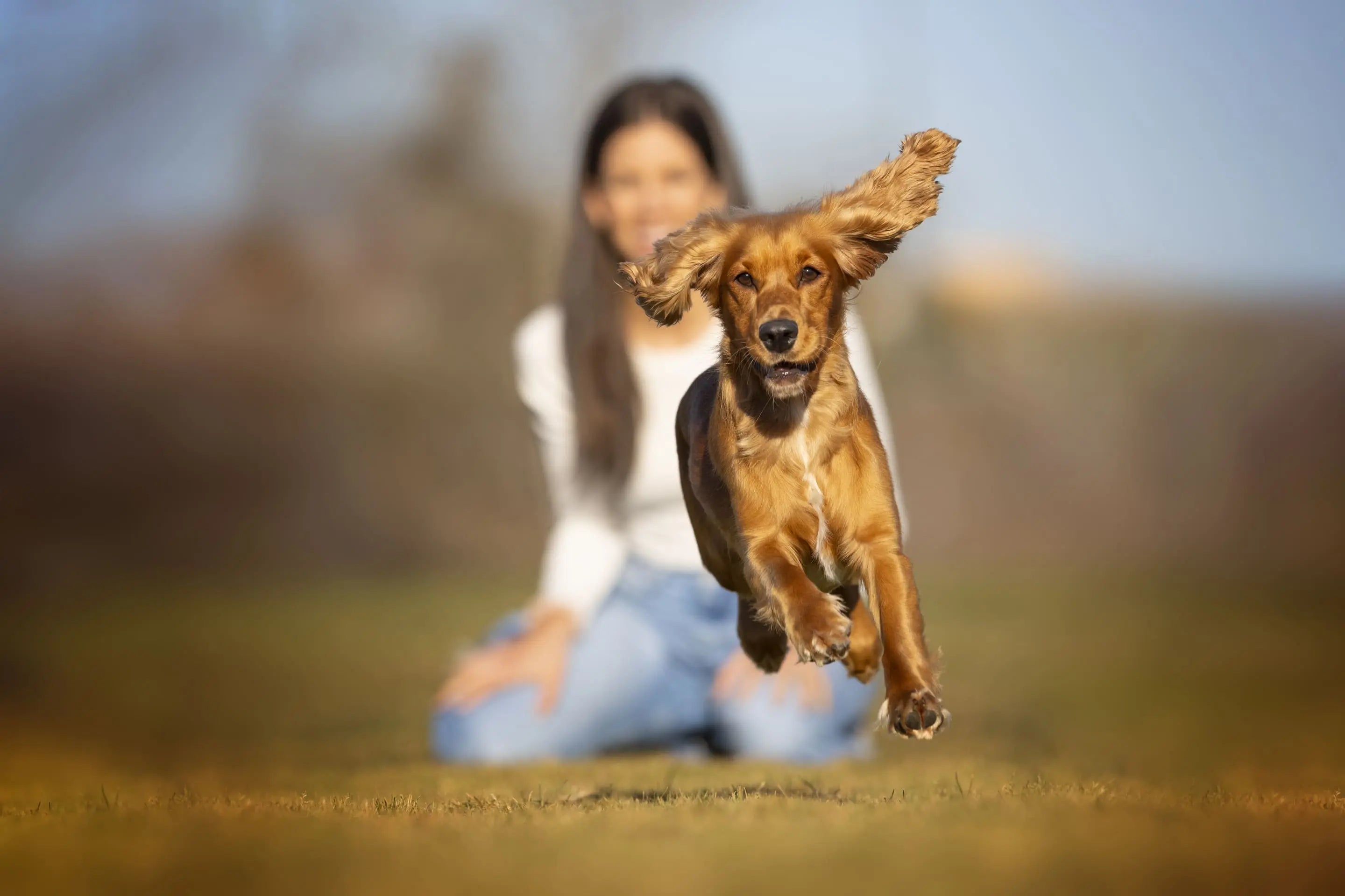 A happy, healthy dog with a shining coat leaping through the air with his owner behind him
