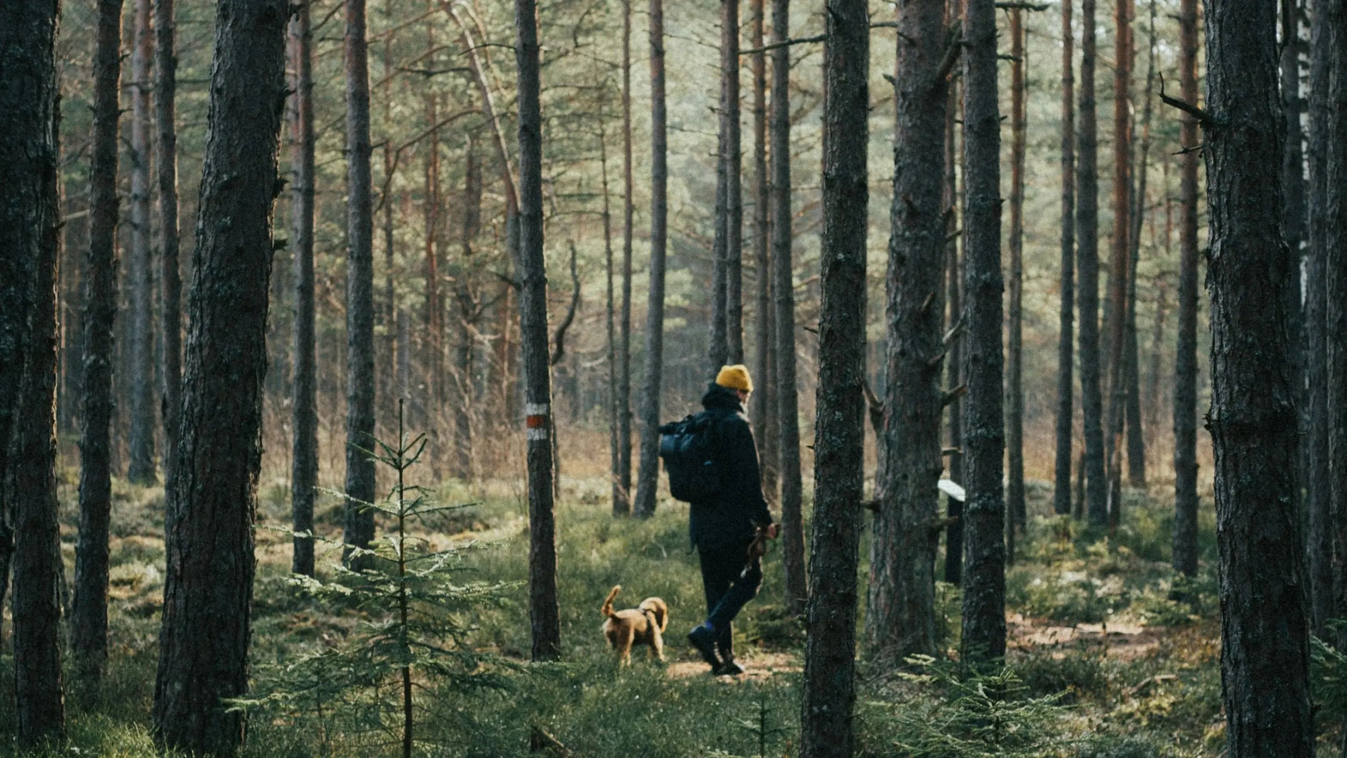 An owner and his dog taking a calm walk through a beautiful forest