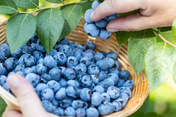 Un agriculteur ramassant des myrtilles dans un panier