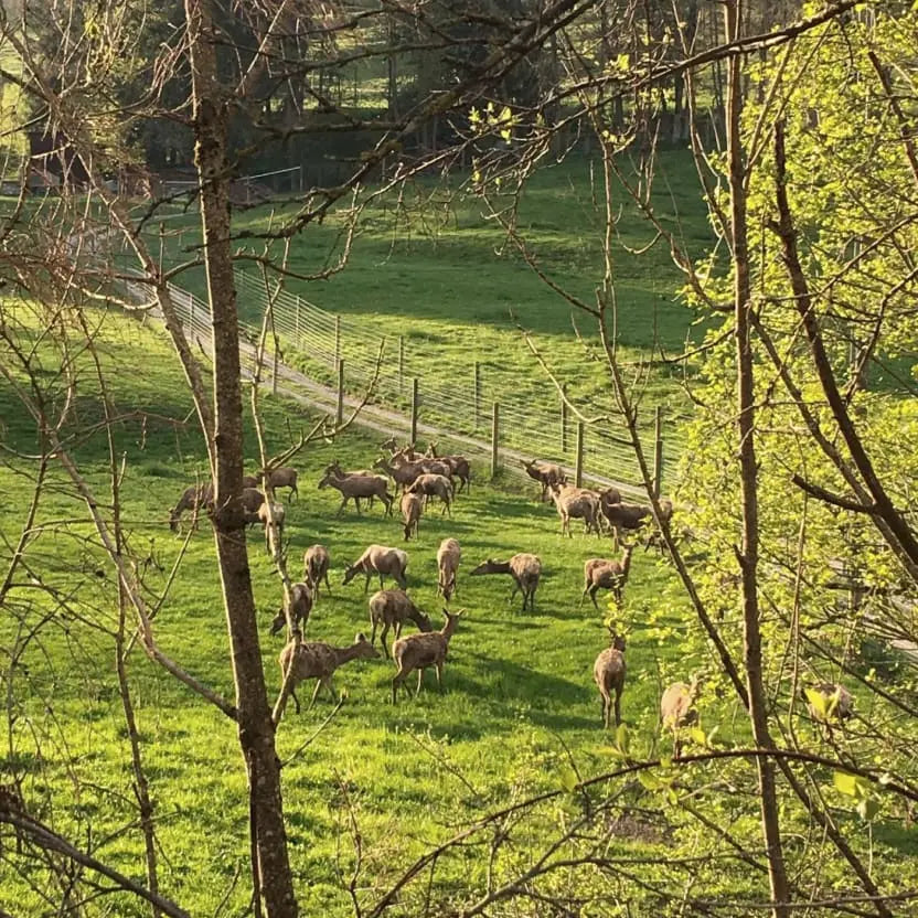 Cervi al pascolo in un campo della Gruyere, dove Loonawell si rifornisce con carne biologica
