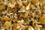 Organic Chamomile
