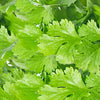 Organic Coriander