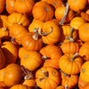 Organic Pumpkin