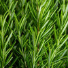 Organic Rosemary
