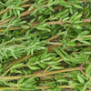 Organic Thyme