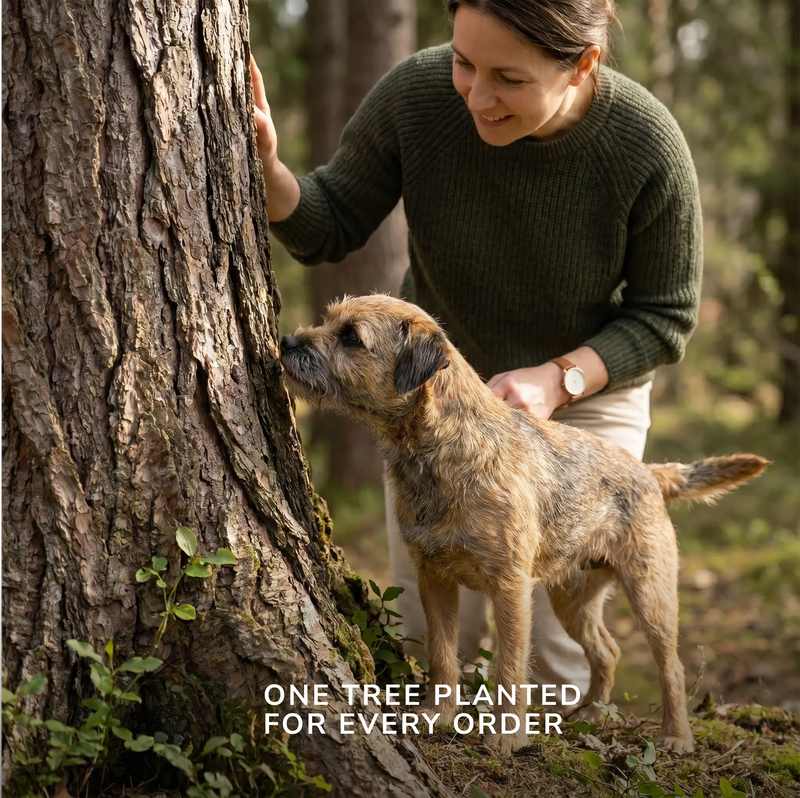 Border Terrier sniffing a tree trunk with owner during a walk in the forest