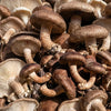 Organic Shiitake Mushroom