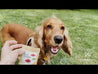 Video of a cocker spaniel at the park running towards a sachet of LOONAWELL Beef Delight treats and then eating one that is handed to her